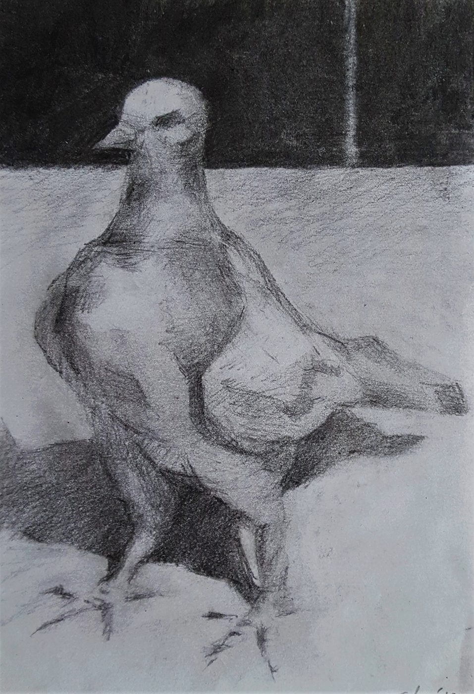 Georgios Staikos, Pigeon, 2018 — Pencil on paper